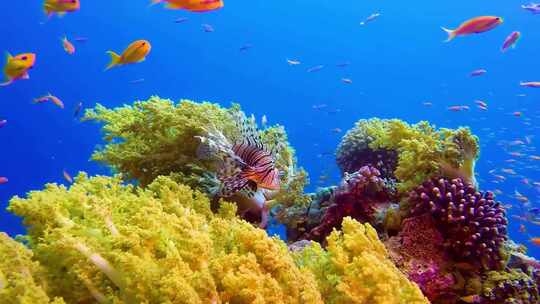唯美海底、珊瑚、珊瑚礁视频素材模板下载