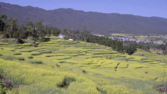 山间梯田油菜花田园风光