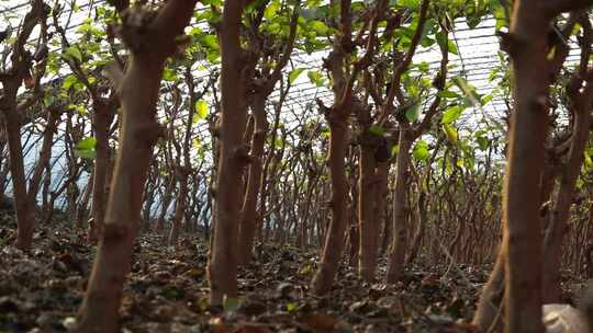 柠檬基地 柠檬树 柠檬 水果 农作物 植物