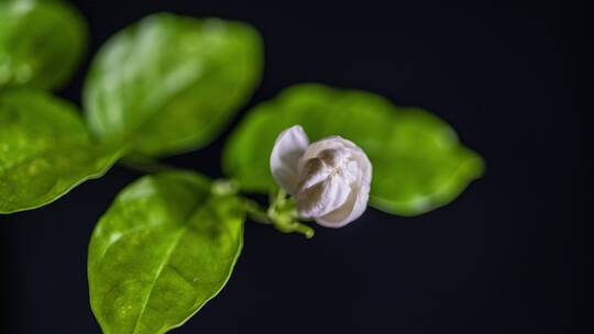 茉莉花开花瓣绽放的过程