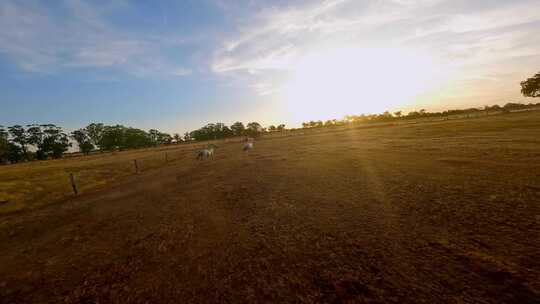 一群马在日落无人机Fpv视频中跑过田野