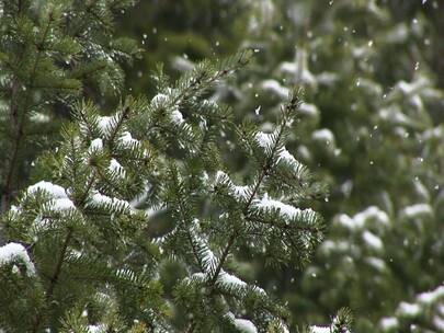 雪落在松针上