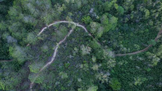 顶视航拍山林树木步道