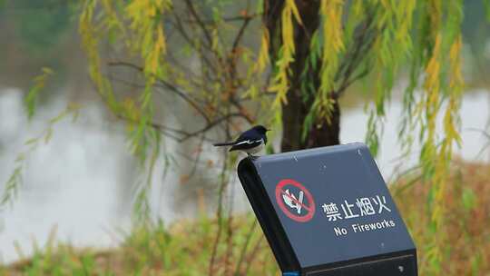 成都高新区锦城湖冬天的野生鸟类