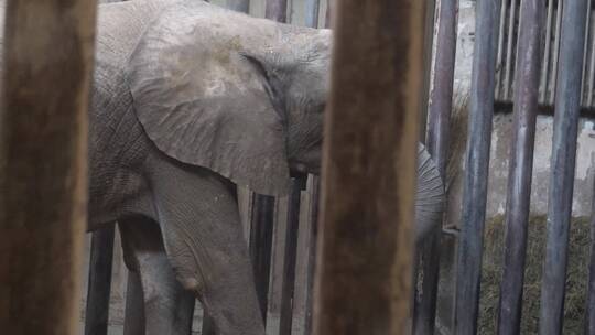 【镜头合集】关在笼子大象眼睛耳朵象牙