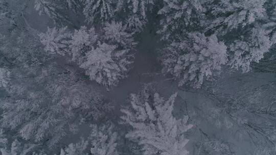 唯美冬季长白山老里克湖原始森林航拍