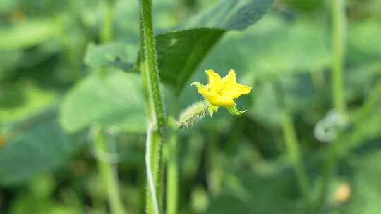 4k蔬菜大棚农业植物黄瓜素材多片段视频素材模板下载