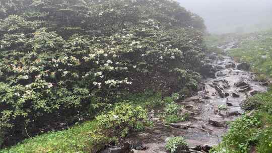 海拔四千米的苍山高山杜鹃和流水