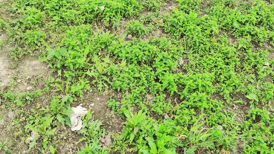 农村房屋花草树木绿色植物菜园