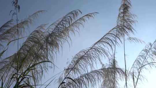 芦苇 草本植物 芦苇属 江河湖泽