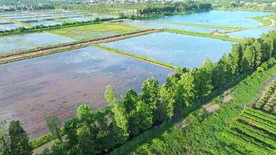 4K120p白鹭湿地乡村农田生态保护