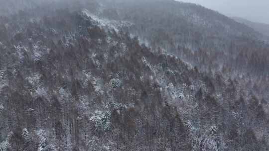 航拍东北下暴雪林海雪原威虎山