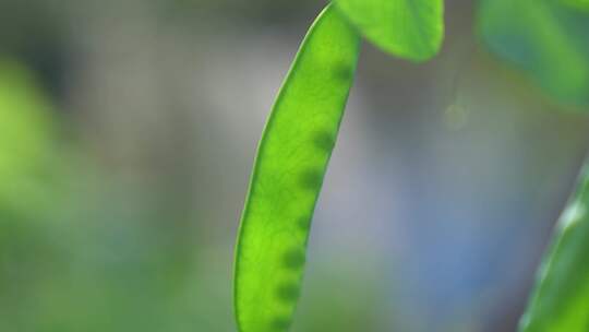 荷兰豆 豌豆 豆荚 豌豆荚 豌豆花视频素材模板下载