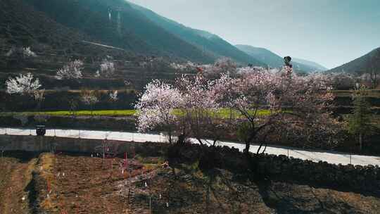 云南香格里拉尼西藏族村庄汤堆村桃树