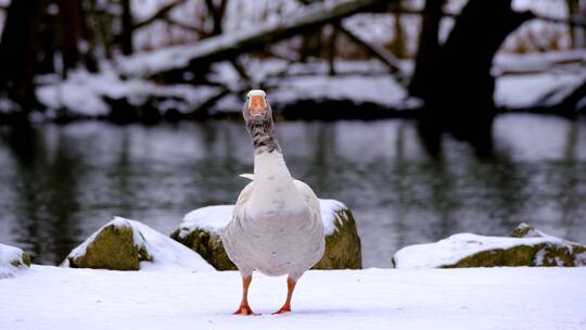 冬天雪地上的鸭子
