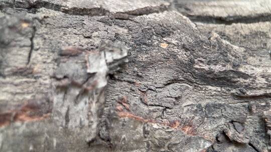 树皮粗糙树木昆虫自然视频素材模板下载
