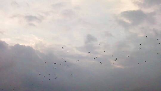 在天空上飞翔的鸟群