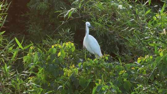 栖息在湿地树木上的白鹭
