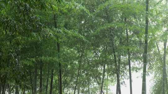 下雨天茂密的竹林枝叶繁茂生机勃勃的景象