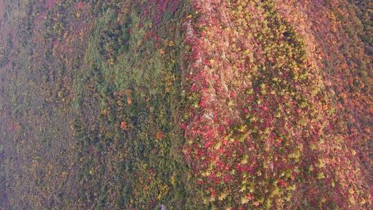 航拍三峡红叶