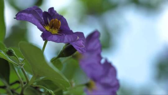 紫花随风而动