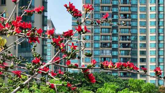 盛开的木棉花特写