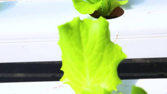 现代农业温室大棚水培蔬菜