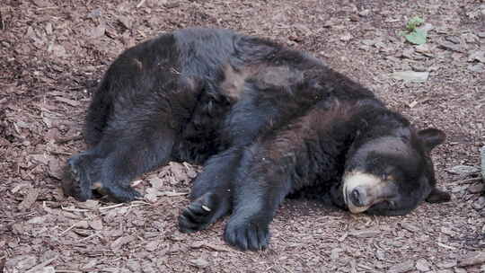 北美黑熊正在睡觉。美国熊正在伸展和打哈欠。