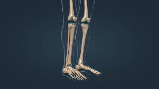 骨骼骨架下肢骨骨连接