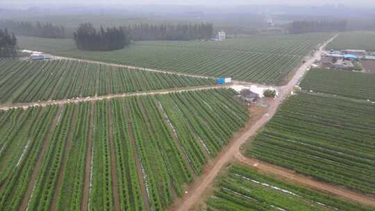 4k航拍广西农业百香果16分钟多片段