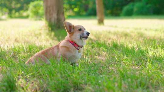 柯基犬，狗，宠物，犬