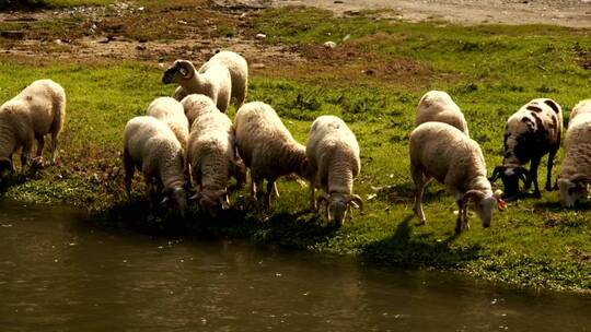 绵羊在河边饮水和进食