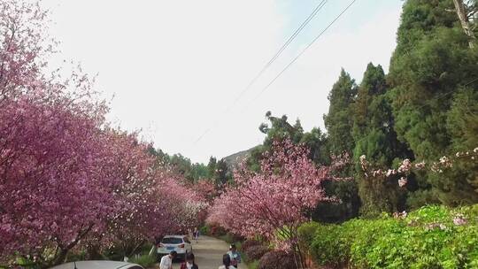 航拍郊野公园春天的樱花