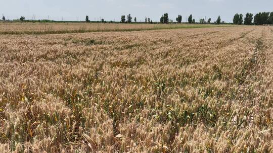 麦子，麦田，麦穗，麦地，丰收，农民视频素材模板下载