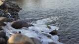 水 河流 小溪 风景 水流 河道 河 风光高清在线视频素材下载