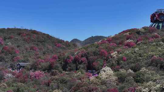 航拍贵州百里杜鹃景区花草蓝天白云