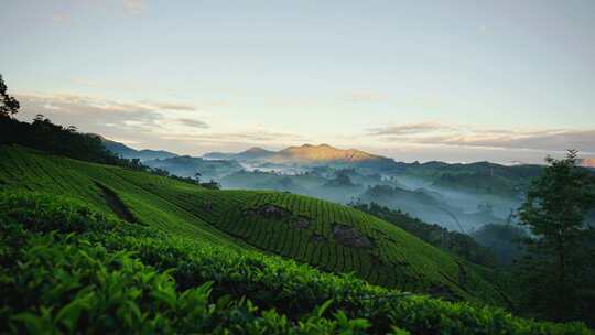 高山茶园