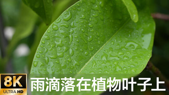 雨滴落在植物叶子上