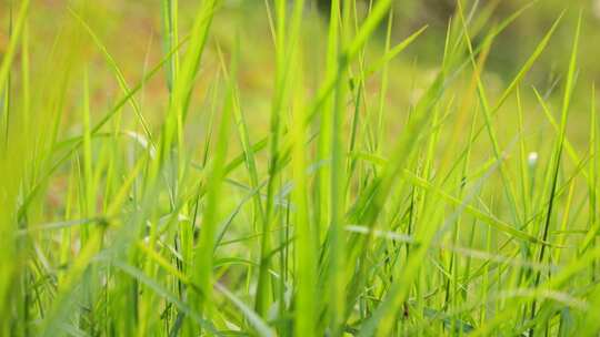 微风吹动草丛小草摇曳摆动清新绿色大自然