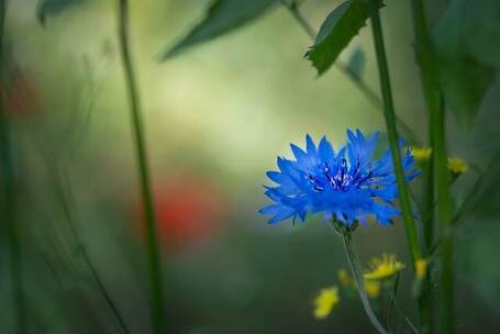 花园的清晨 清晨 宁静 生机 花园