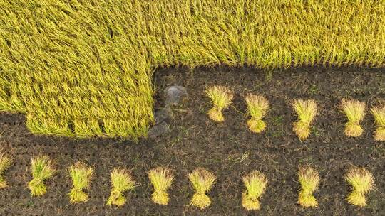 人工收割水稻田粮食延时摄影