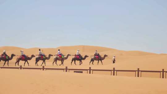 宁夏中卫沙坡头沙漠自然保护区骑骆驼体验