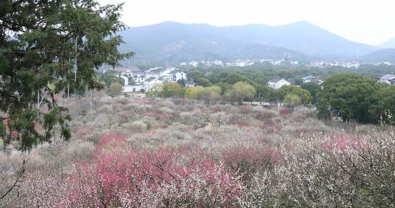 成片梅花林远山远景