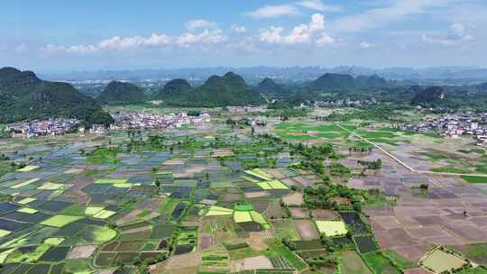 田园风光水稻产业化种植