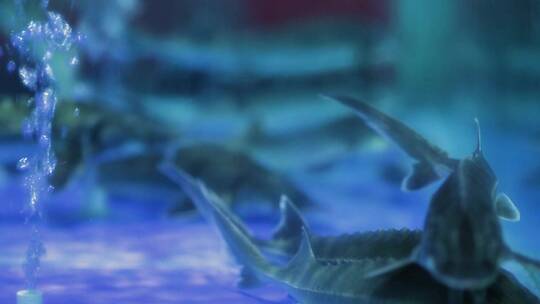 海鲜市场皮皮虾海鲜拍摄视频素材模板下载