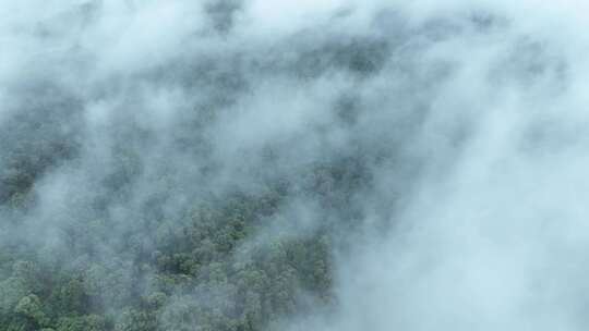 云雾森林云海树林航拍森林雨天森林俯拍树林