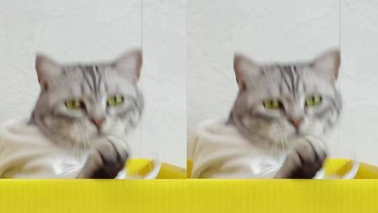 猫咪广告剧情片段
