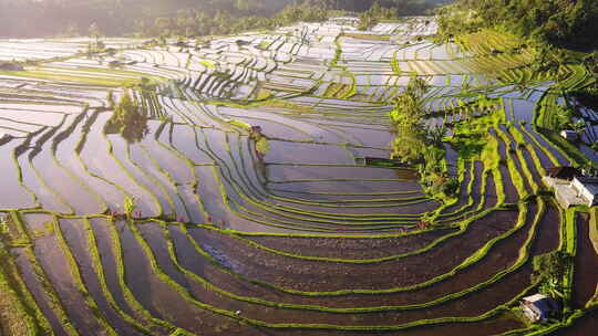 绿色的高山梯田