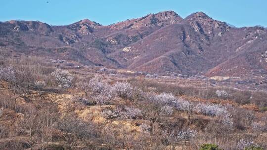 青岛樱花九上沟樱花