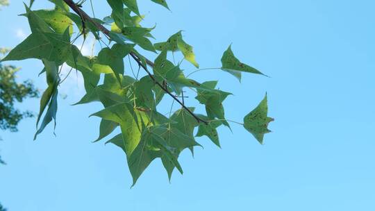 夏天夏日枫叶枫树树林树木树荫树阴